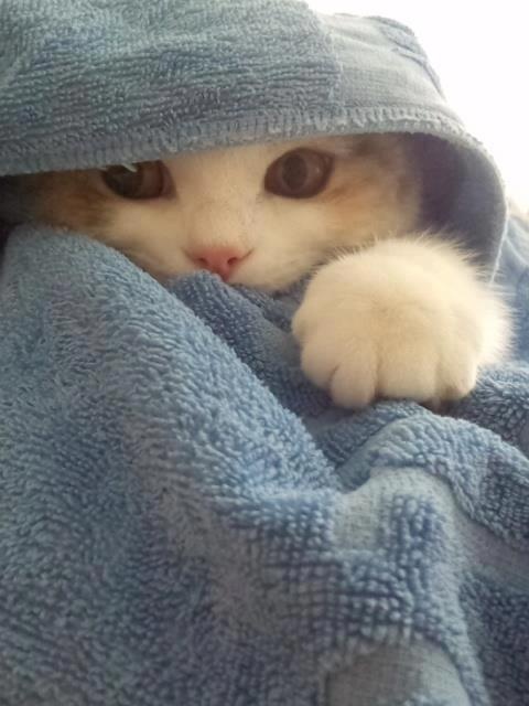Kevin