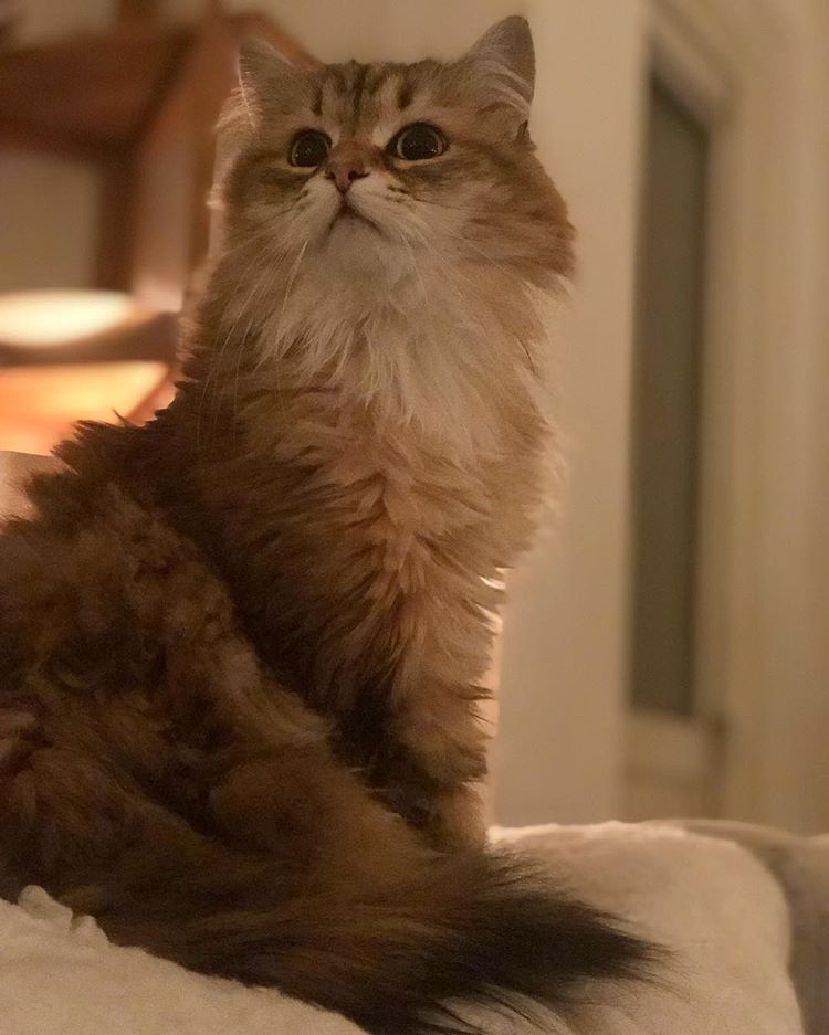Gabriel