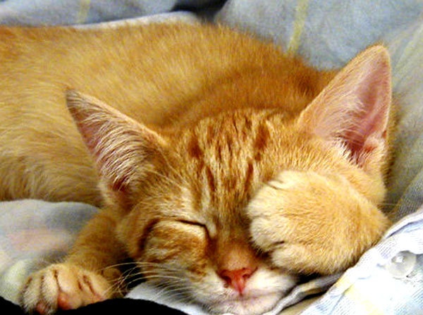 Zachariah