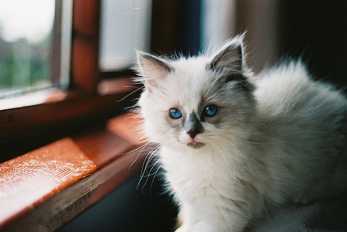 Mallory
