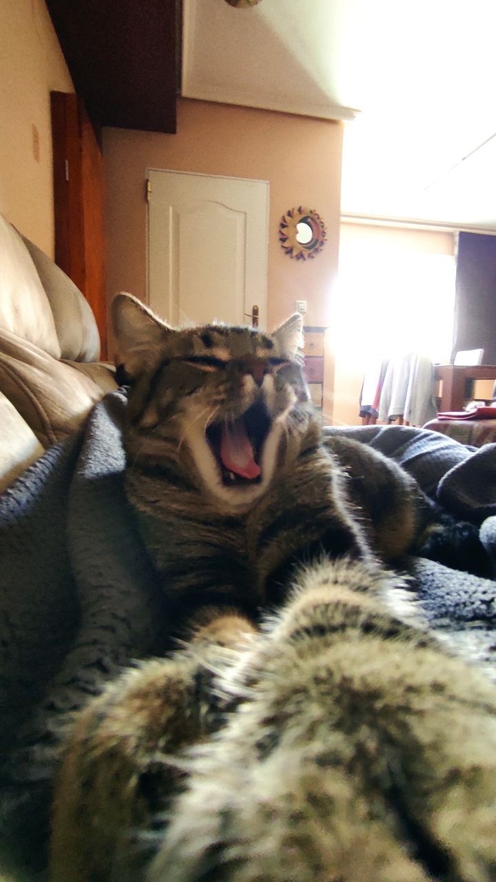 Meg