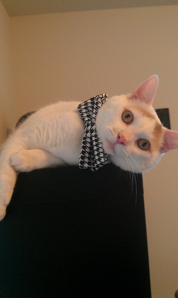 miya