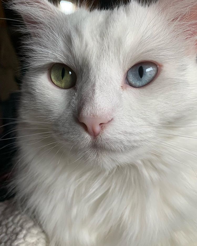 Maya