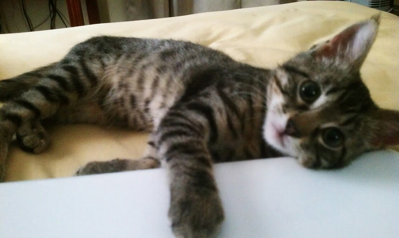 Isabel