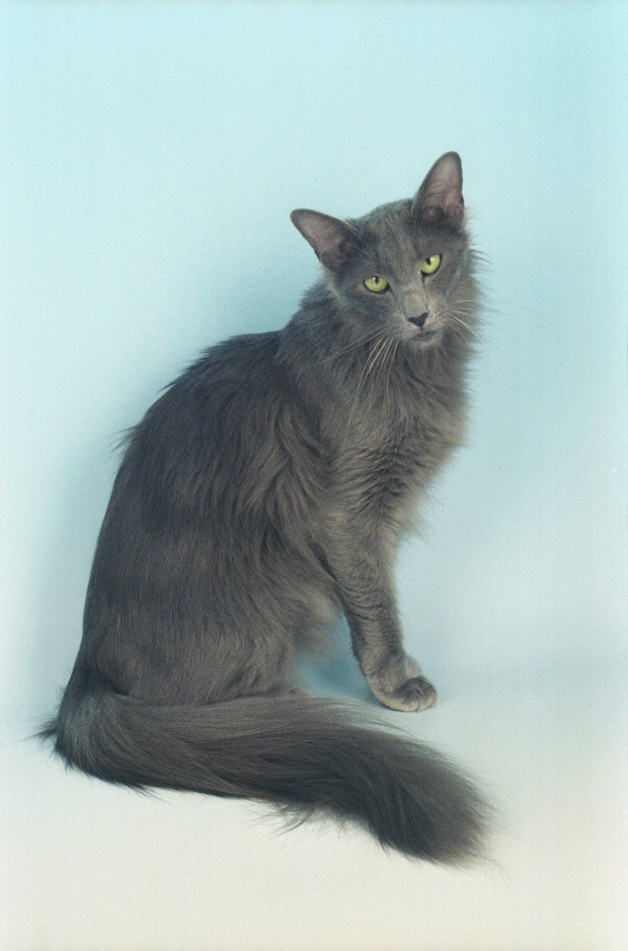 Paulette