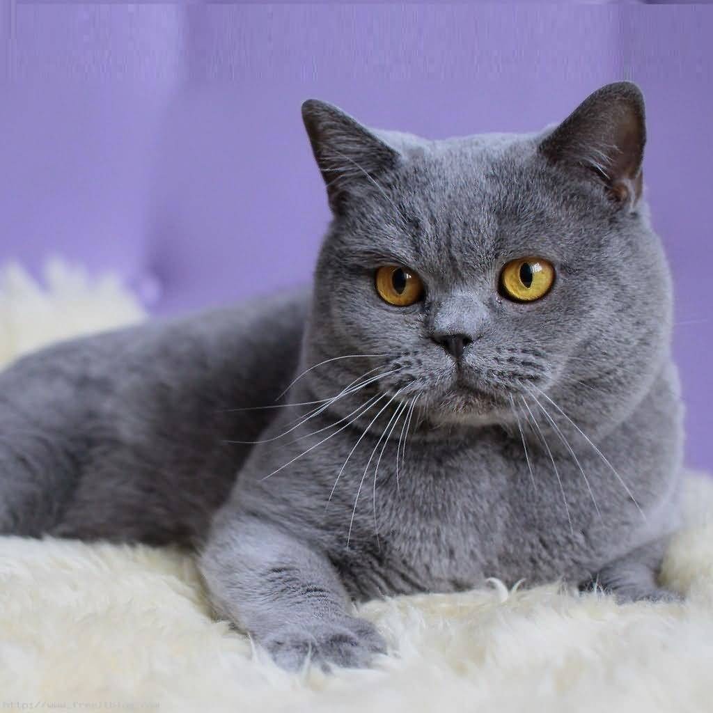 Kira
