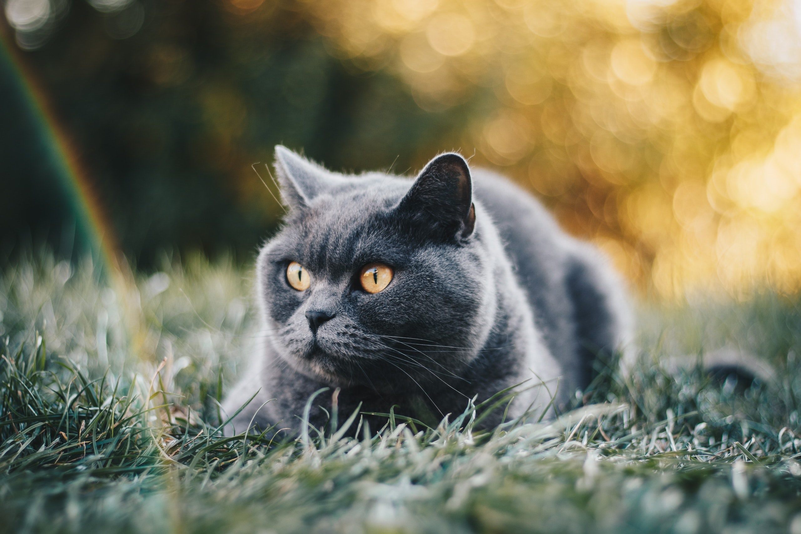 Iz