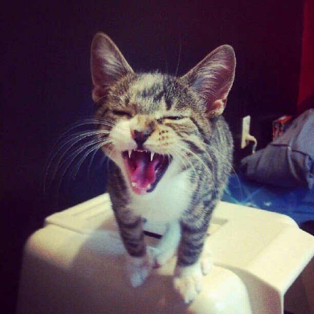 remus
