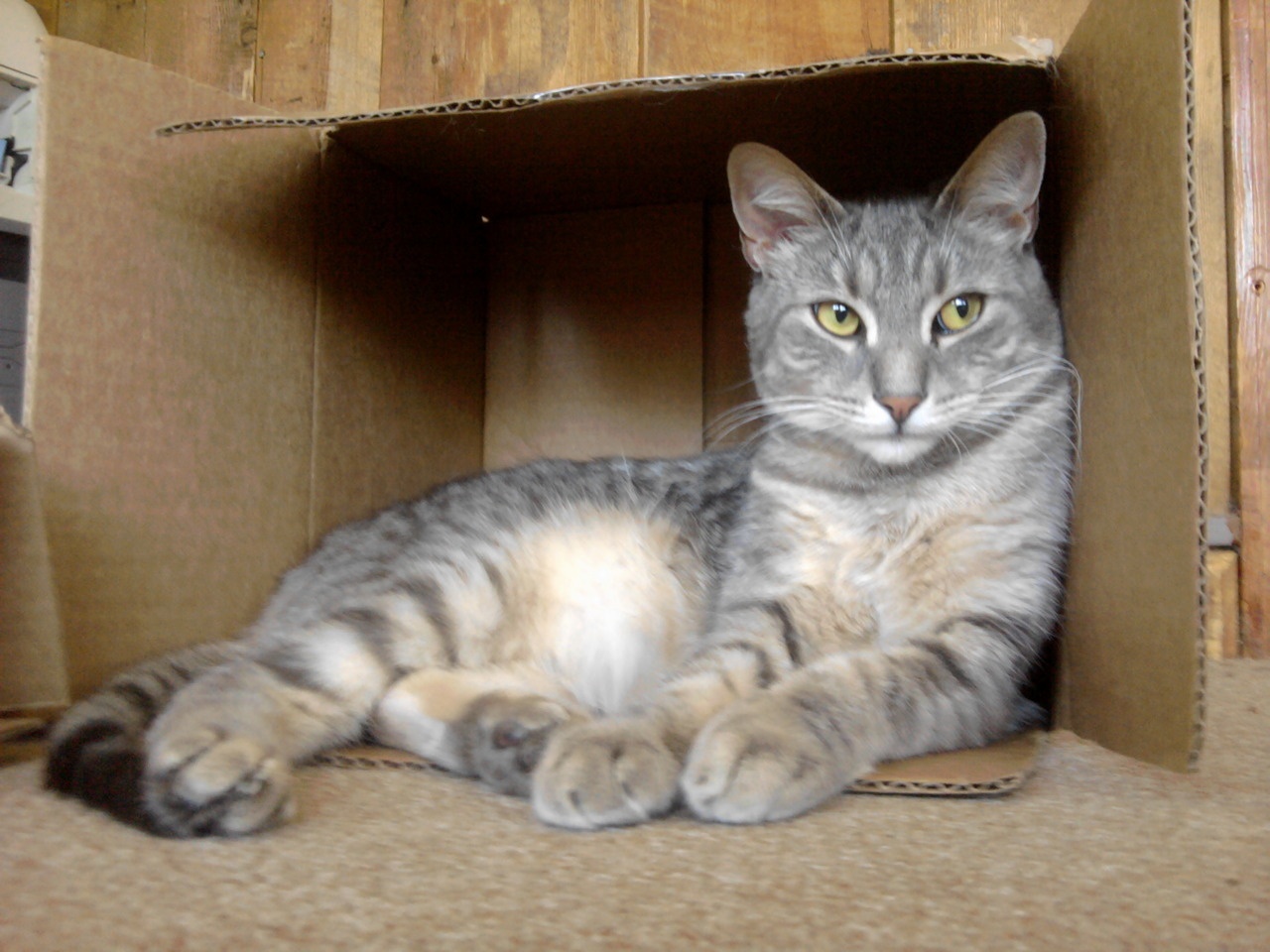 Thomas