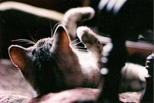 Kevin