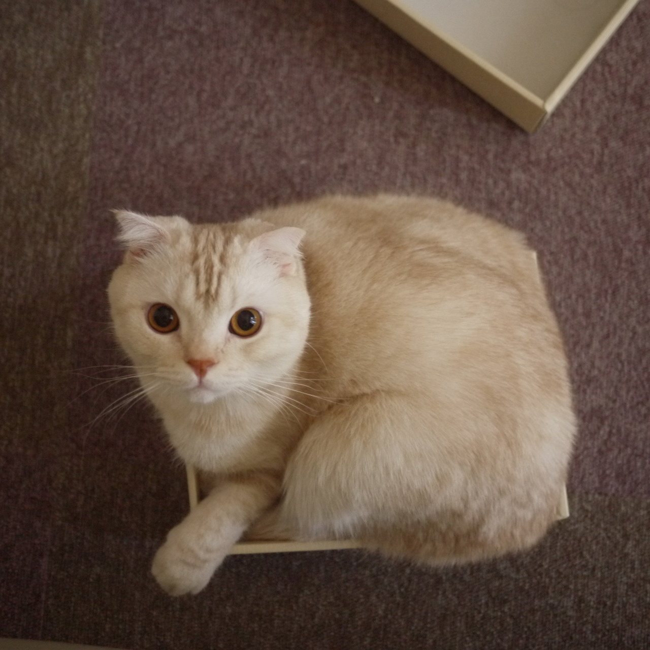 Sam