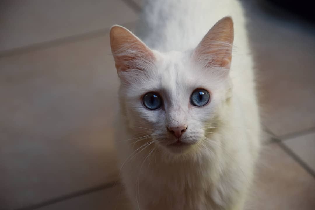 Addison