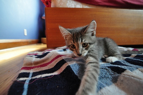 Bruce