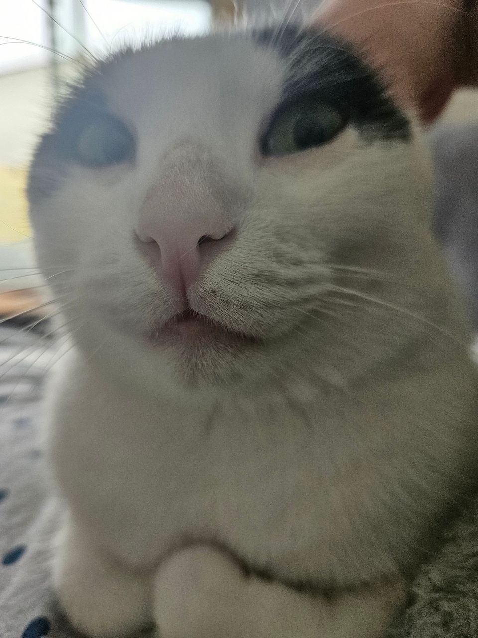 Maya