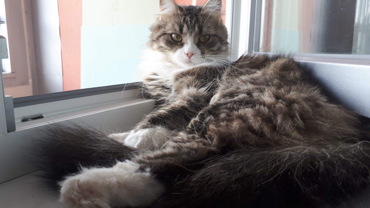 Niki