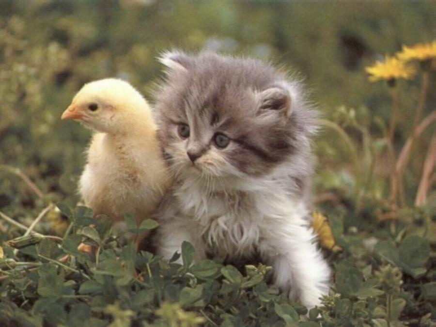 Catherine