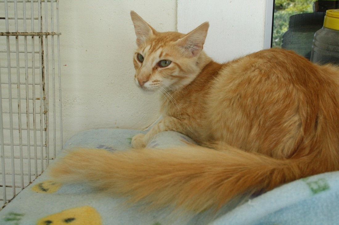 Larissa