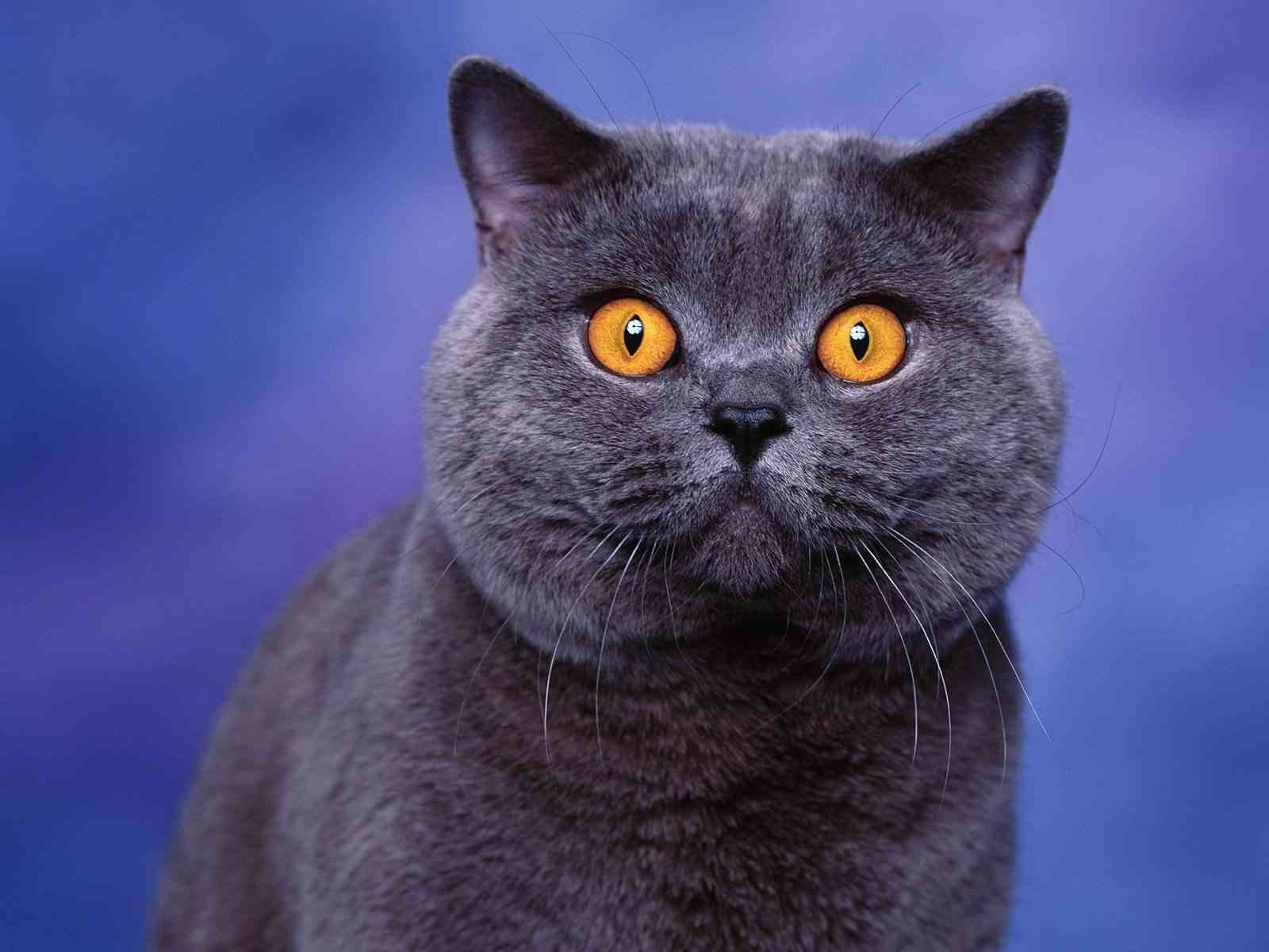 Nicholas