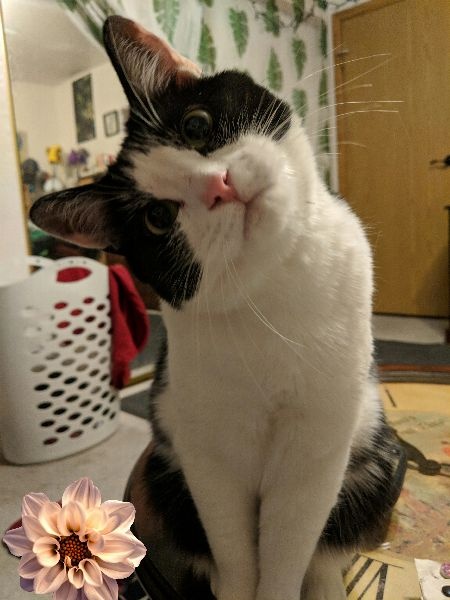 Mae