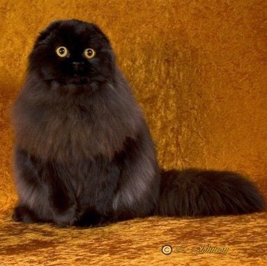 Robert