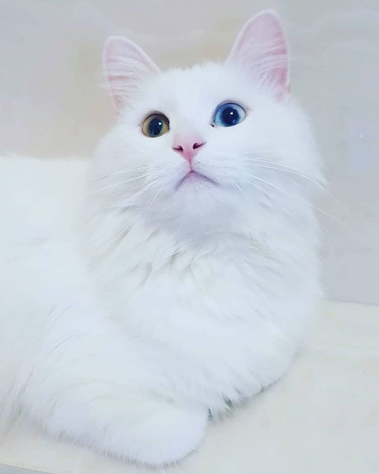 Simon
