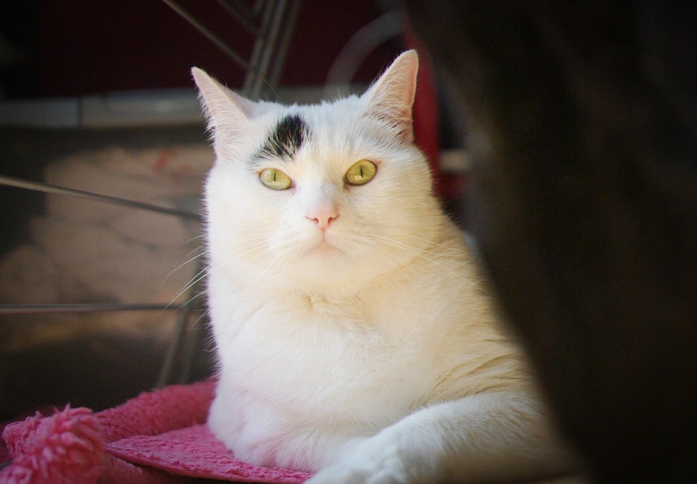 Nellie
