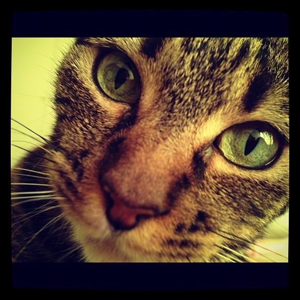 Izy