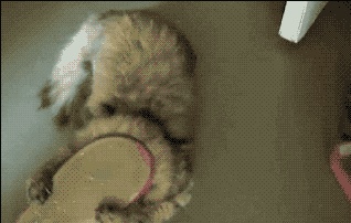 Ollie