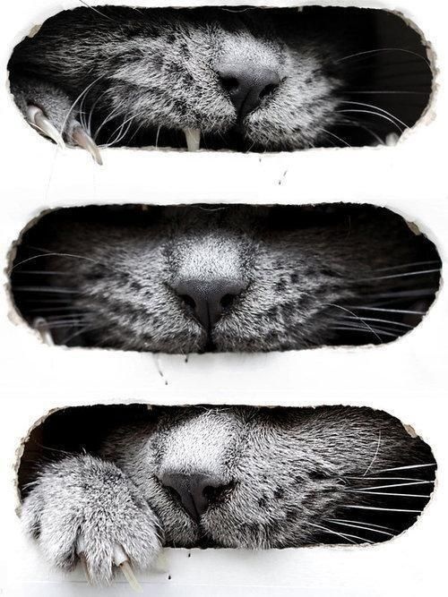 Elias