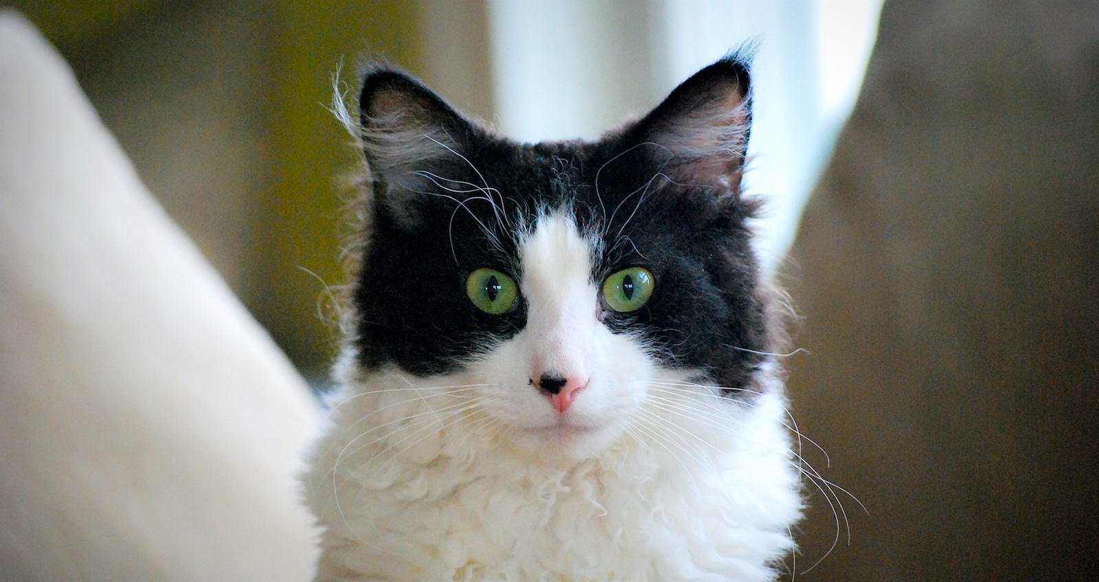Jasper