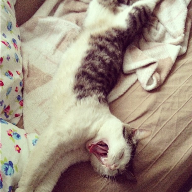 Thomas