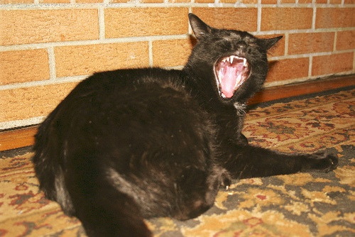 Martin