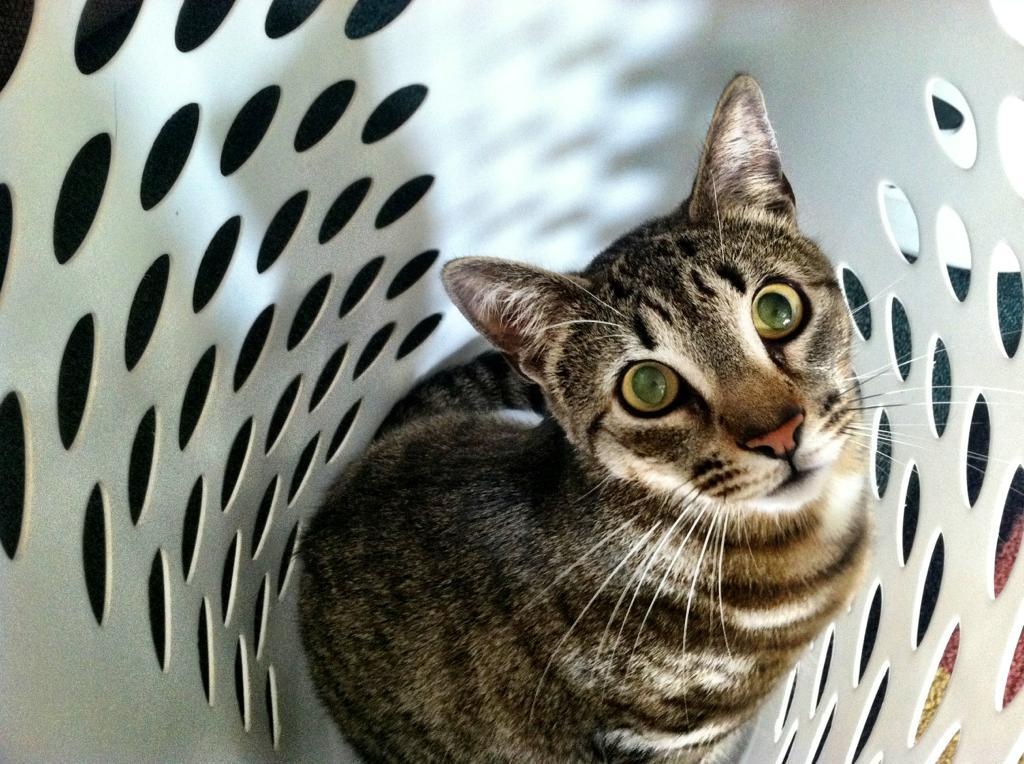 Marly
