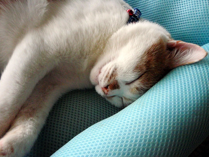 Thomas