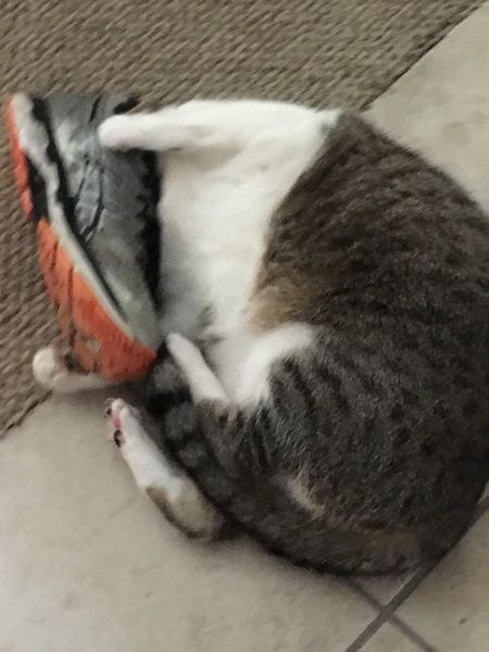 Marti