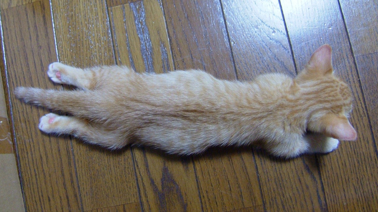 Samuel