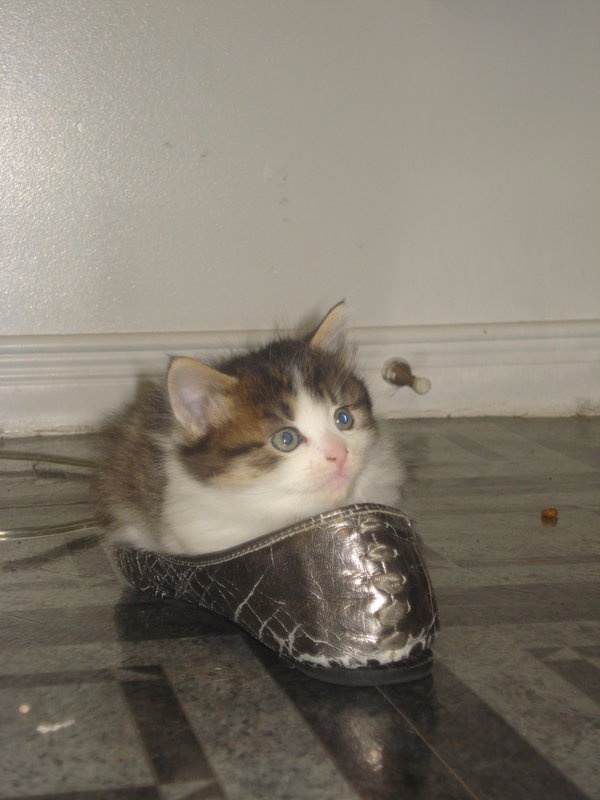 Meredith