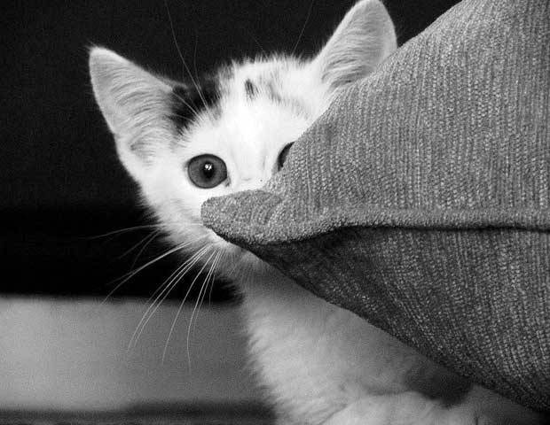 Abby