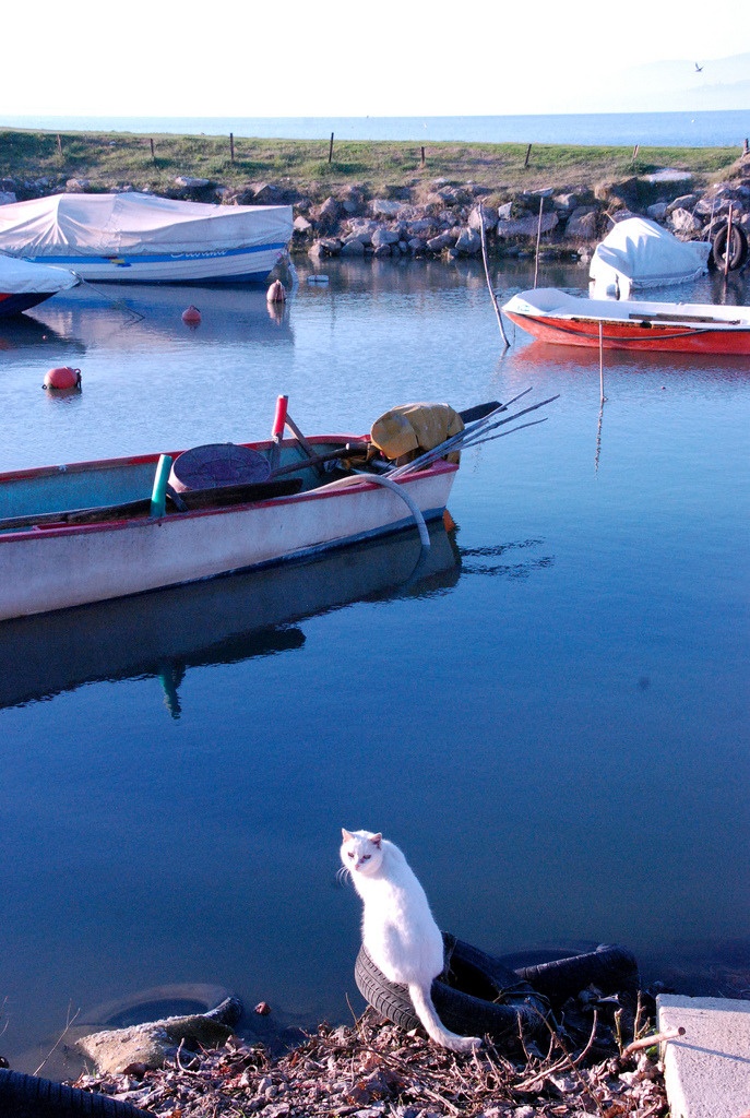 Kevin