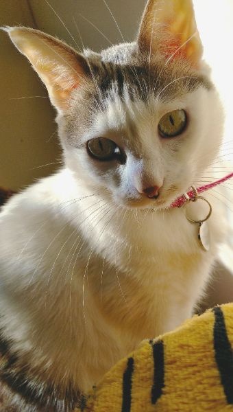 Oscar