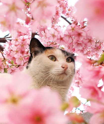 Hazel