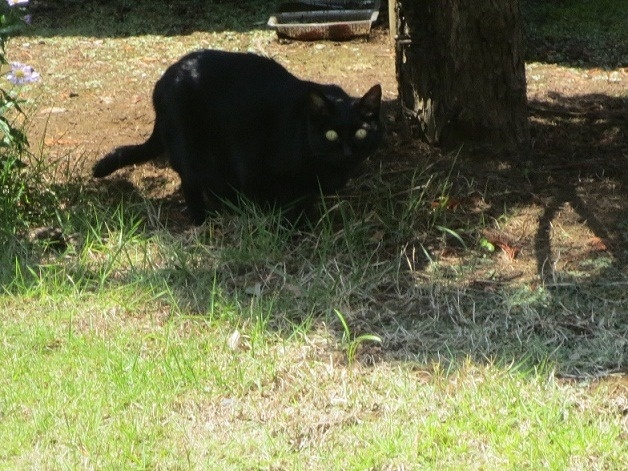 Rosemary
