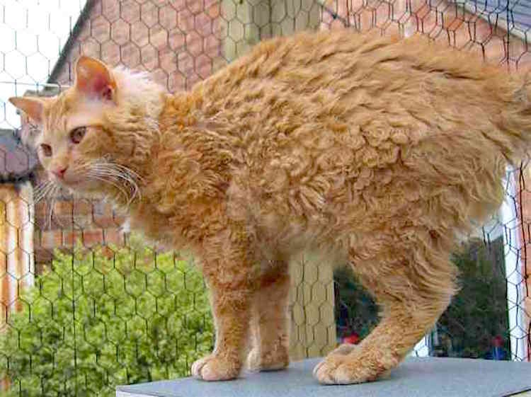 Sebastian