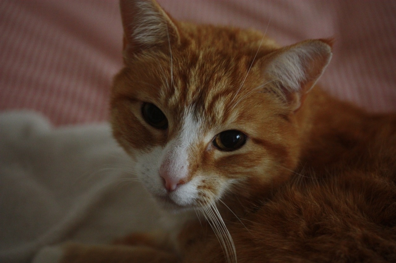 Kit