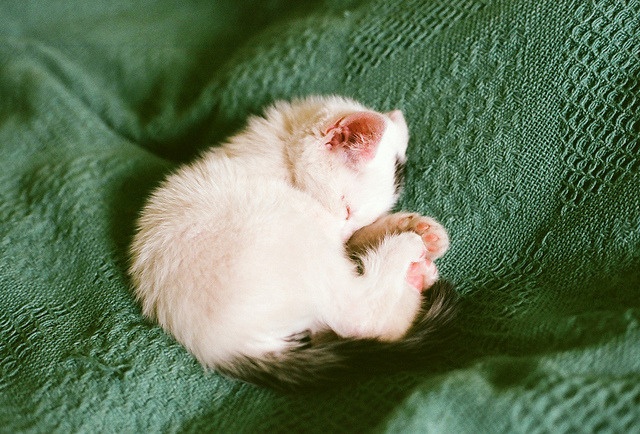 Oleg