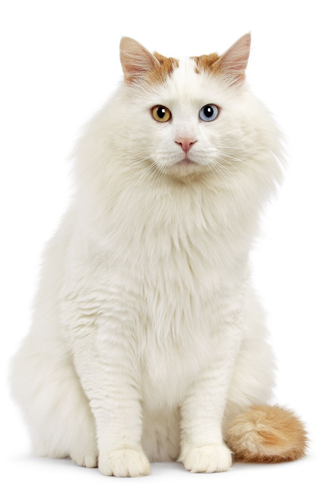 Simon