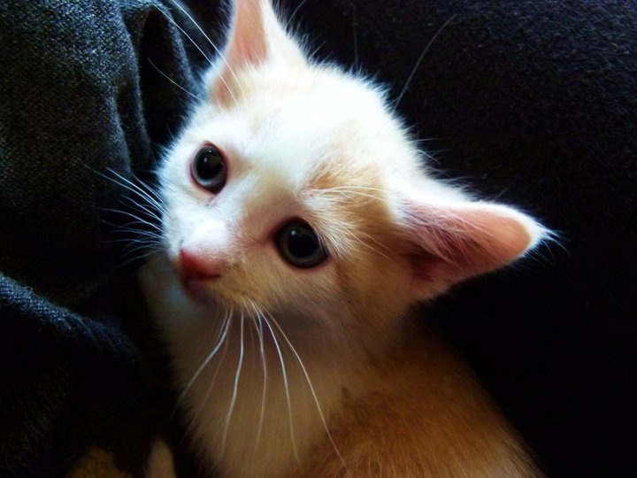 Misha