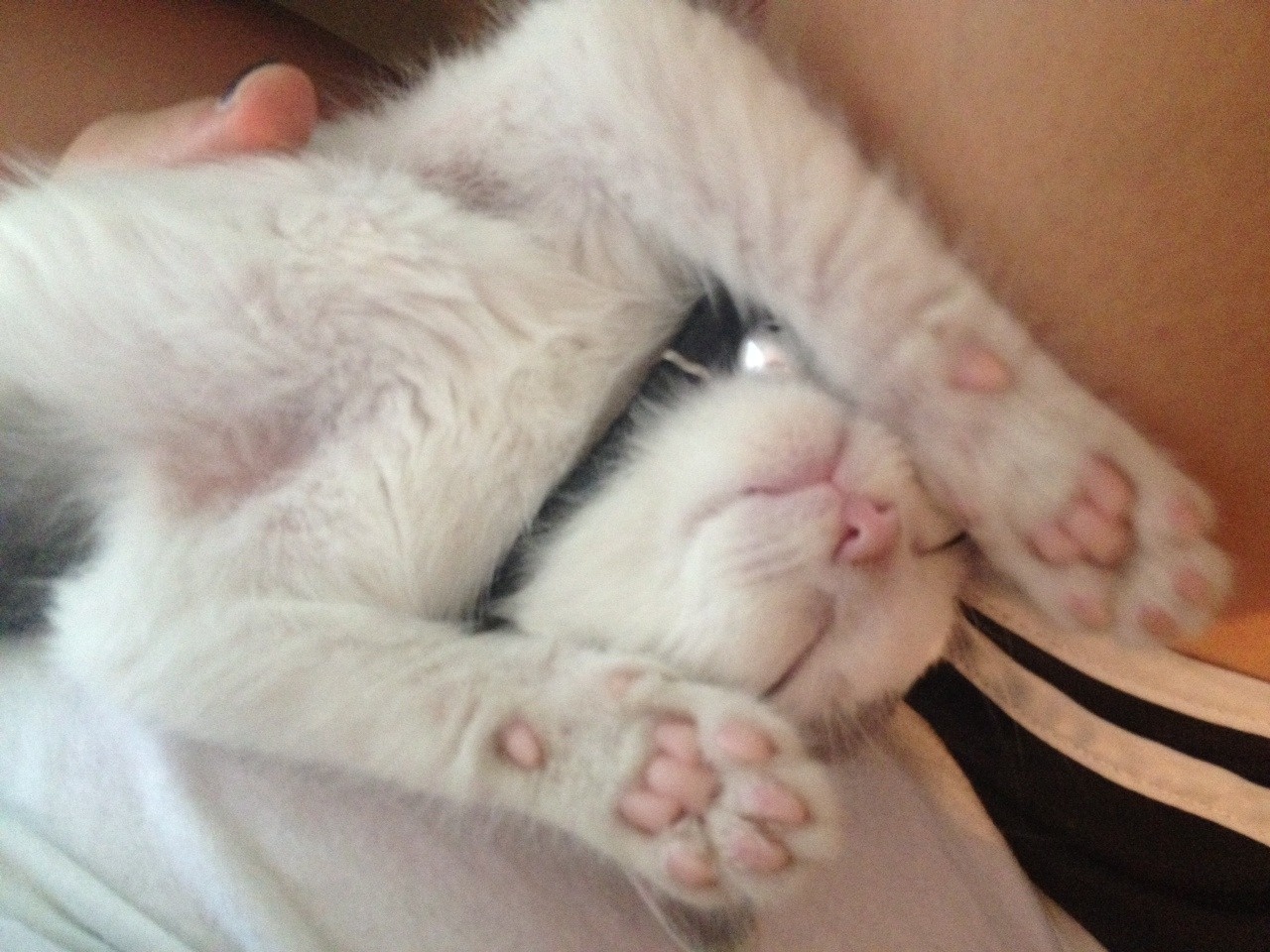 Jessy