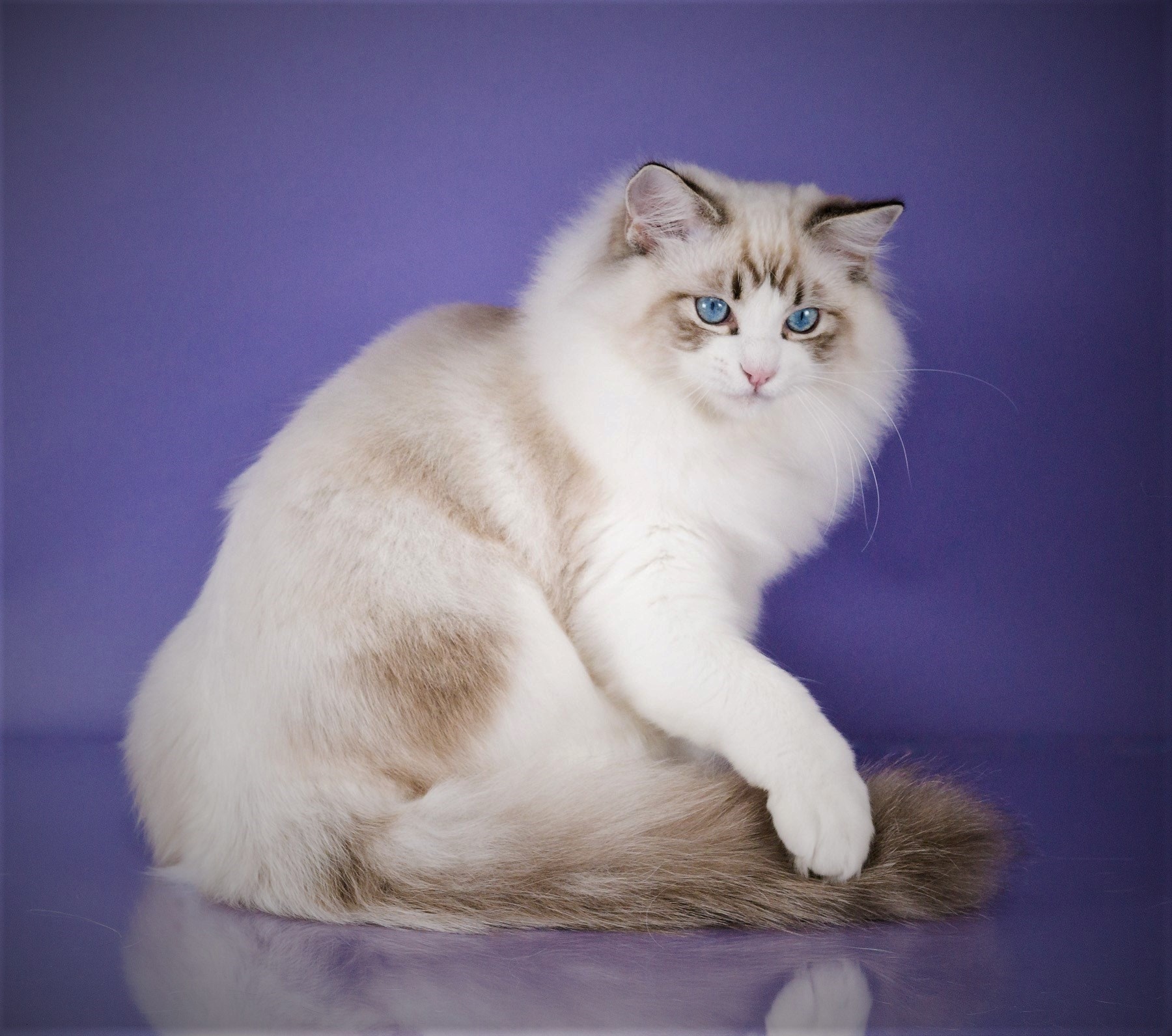 Daphne