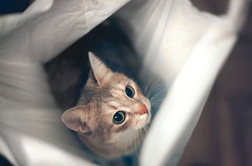 Catherine